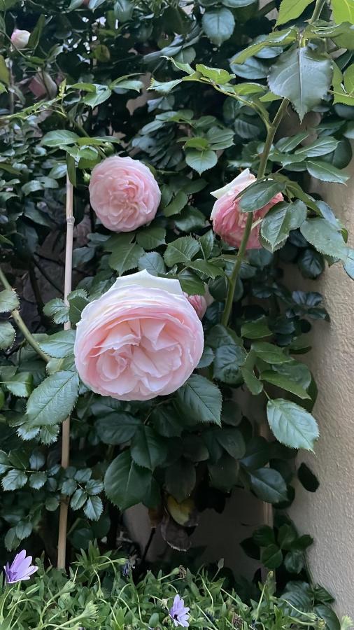 Gli Agrumi Giustenice 外观 照片